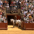 Stierkampf auf dem Pferd in Jerez