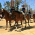 Feria van de paarden in Jerez