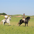 Andalusische paarden tijdens de lente