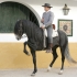 Hispano-Arabian Pferde für domo vaquero